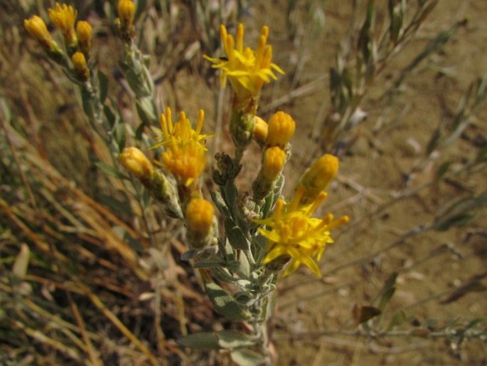 Galatella villosa