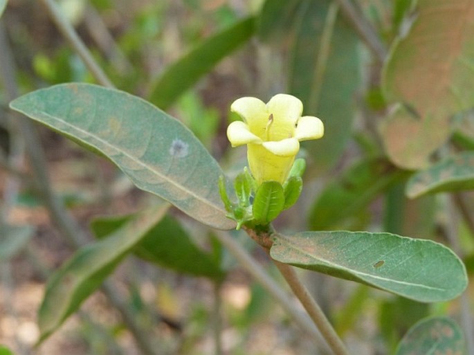 GARDENIA RUTENBERGIANA (Baill. ex Vatke) J.-F. Leroy - gardénie