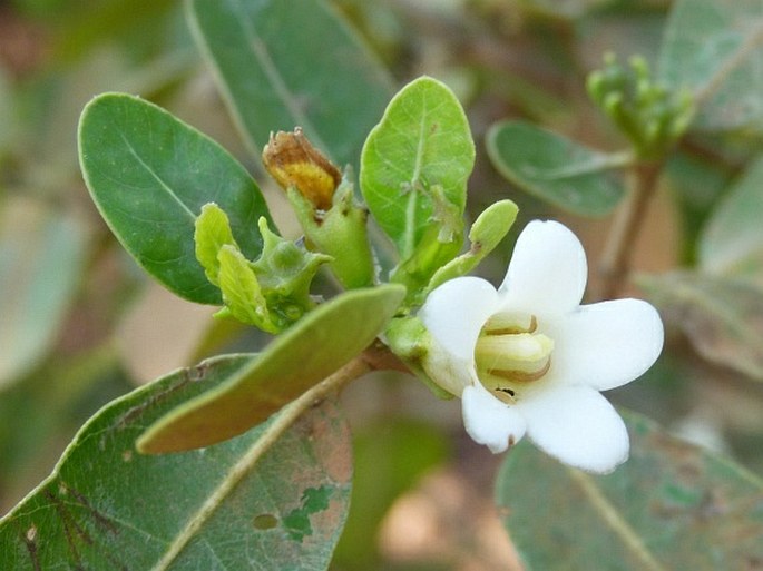 Gardenia rutenbergiana