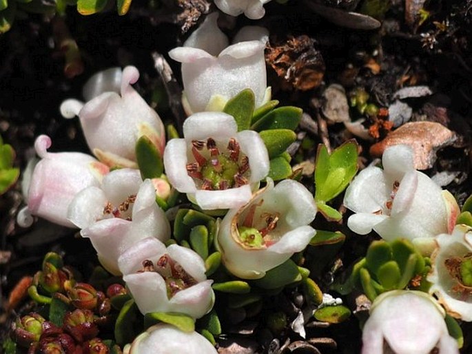 GAULTHERIA CAESPITOSA Poepp. et Endl. - libavka