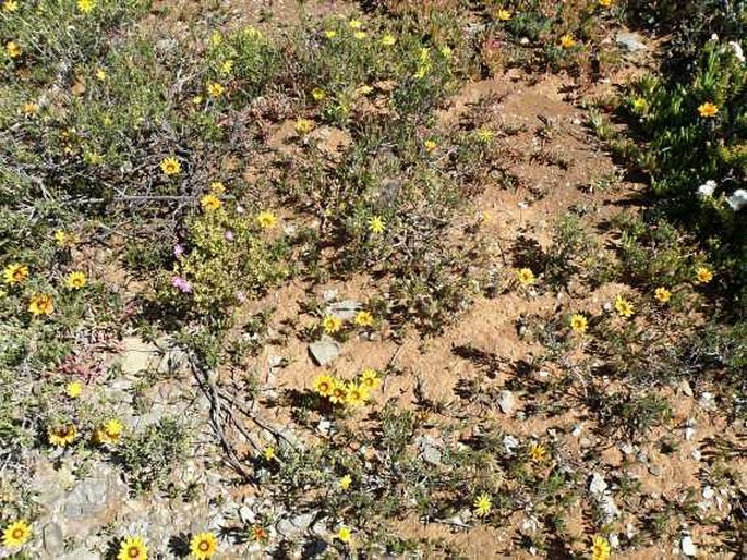 Gazania lichtensteinii