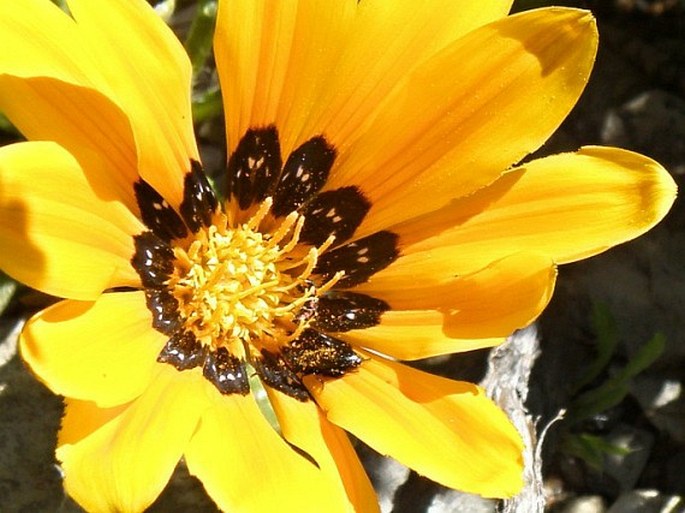 Gazania lichtensteinii