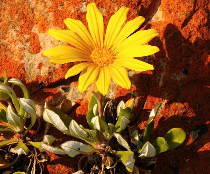 Gazania rigens