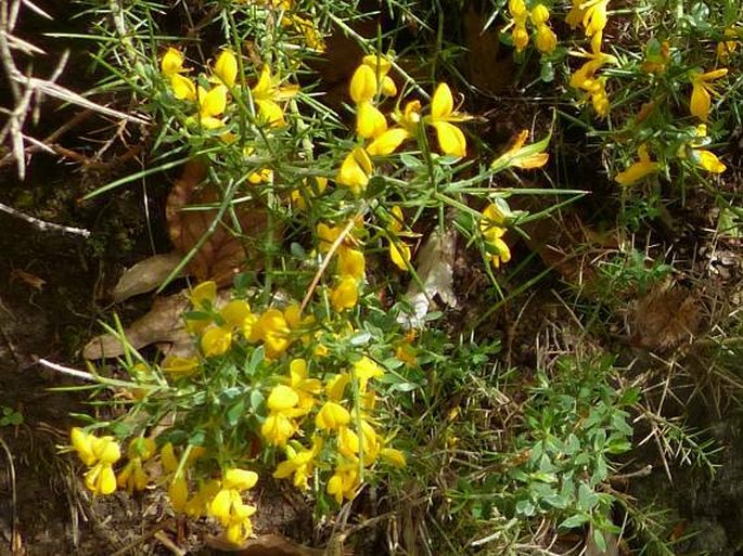 Genista falcata