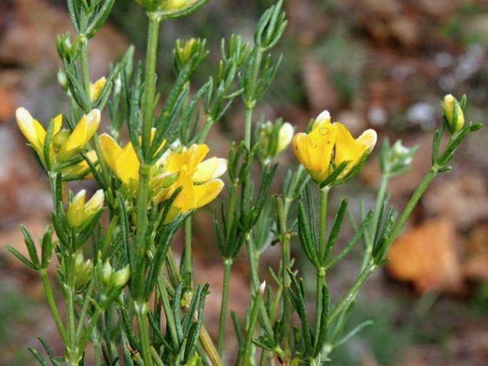 Genista hassertiana