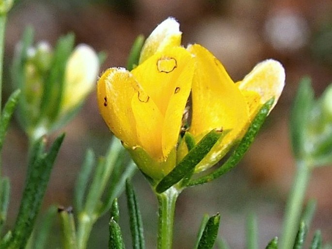 Genista hassertiana