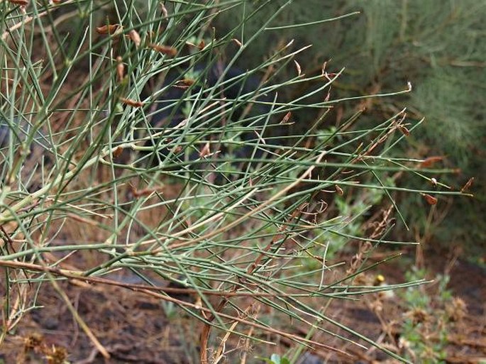 Genista aetnensis