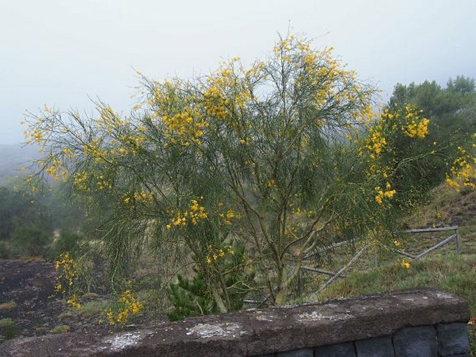 Genista aetnensis