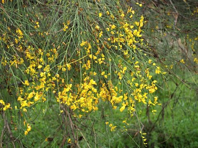 Genista aetnensis