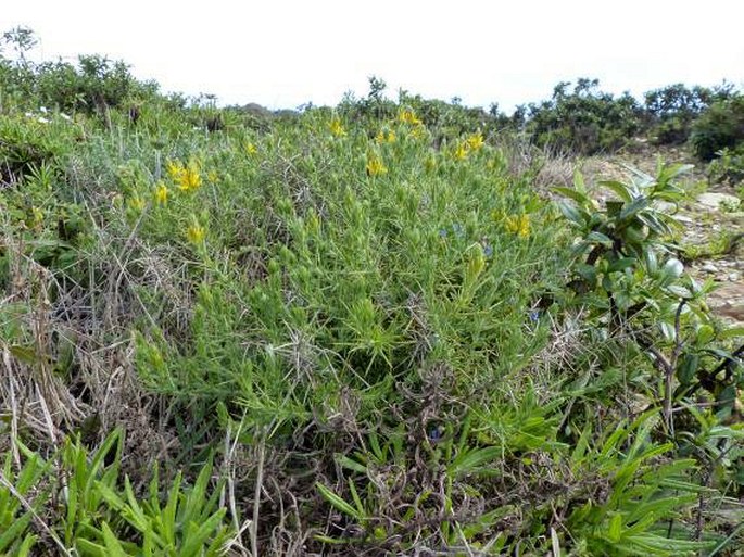 Genista hirsuta