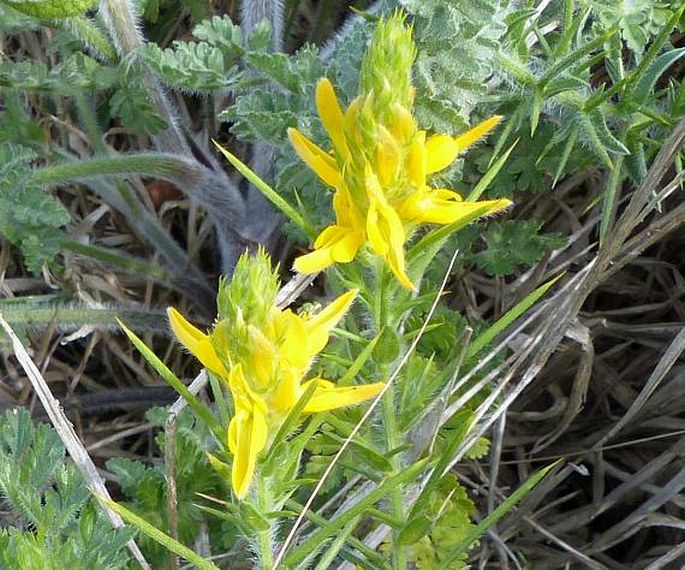 Genista hirsuta