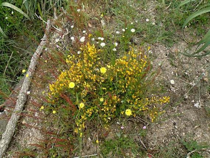 Genista salzmannii