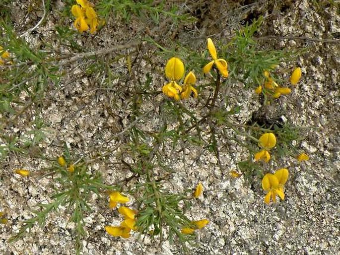 Genista salzmannii