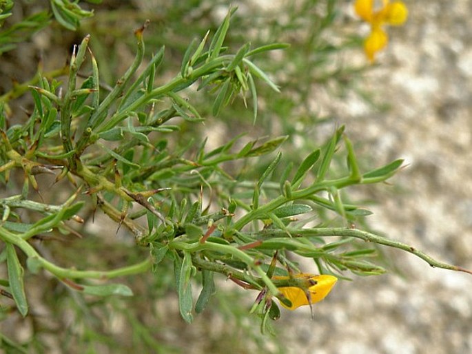 Genista salzmannii