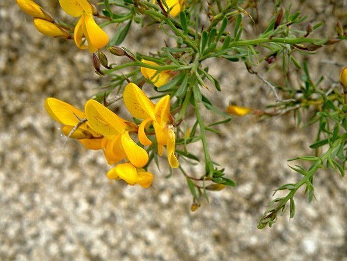 Genista salzmannii