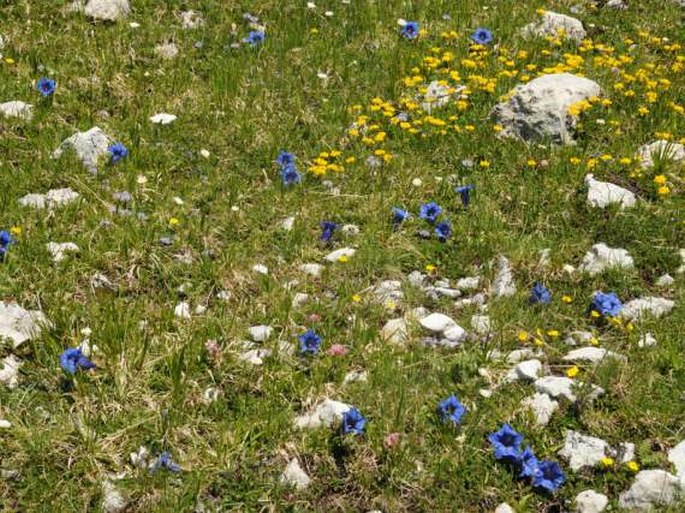 Gentiana dinarica