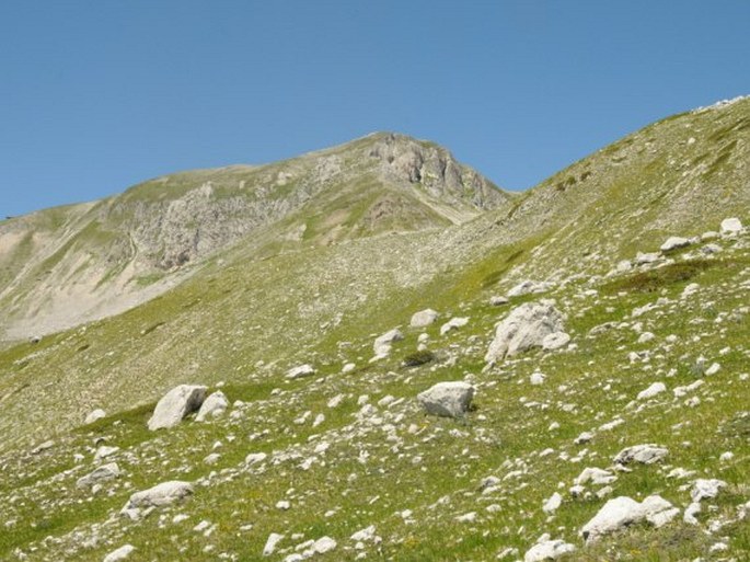 Gentiana dinarica