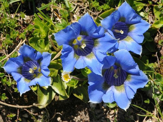 GENTIANA DINARICA Beck – hořec / horec