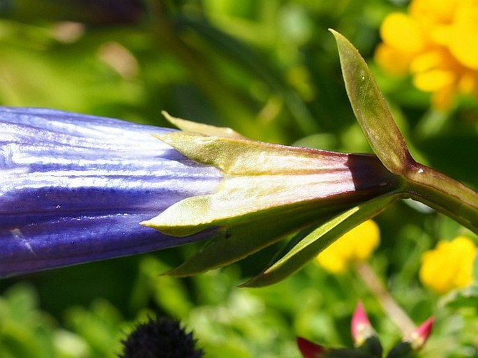 Gentiana dinarica