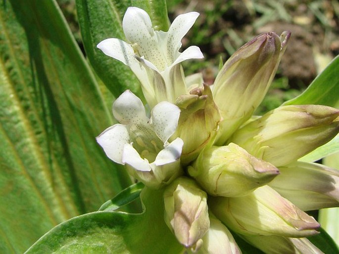 Gentiana tibetica