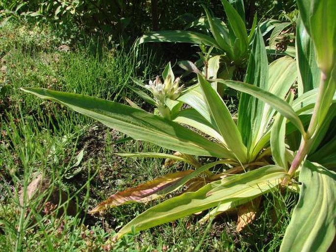 Gentiana tibetica