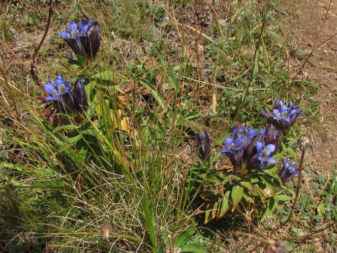 Gentiana septemfida