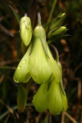 Gentianella longibarbata