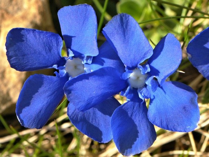 Gentiana brachyphylla subsp. favratii