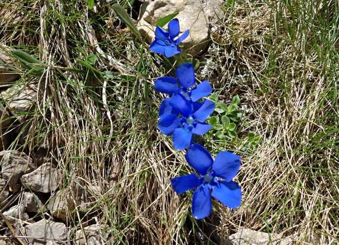 Gentiana brachyphylla subsp. favratii