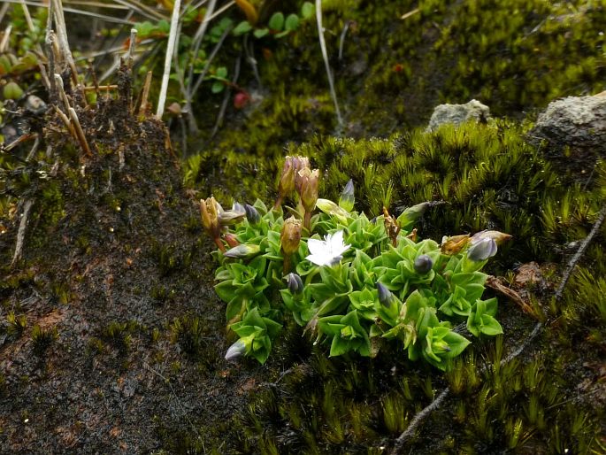 Gentiana sumatrana