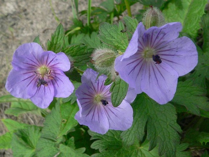 Geranium erianthum