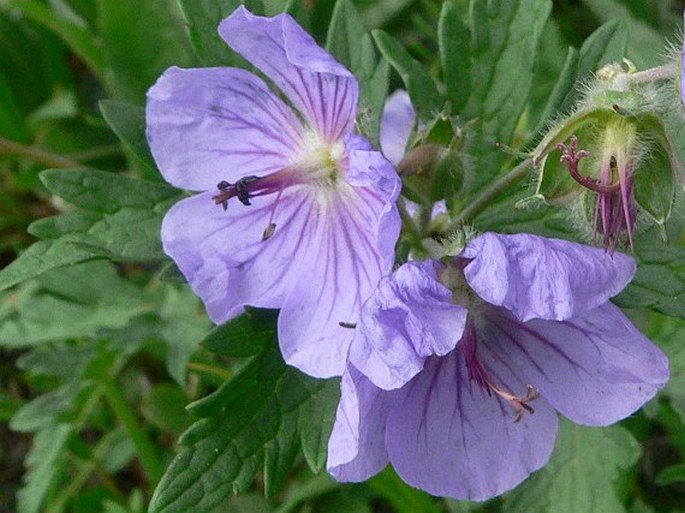 Geranium erianthum