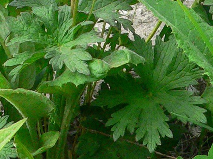 Geranium erianthum