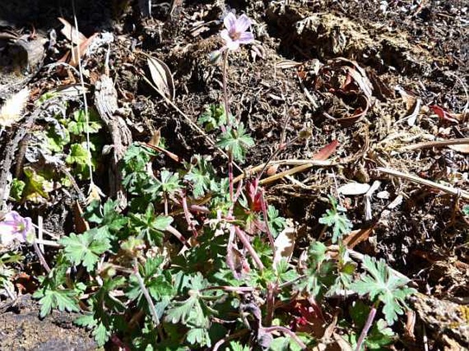 Geranium guatemalense