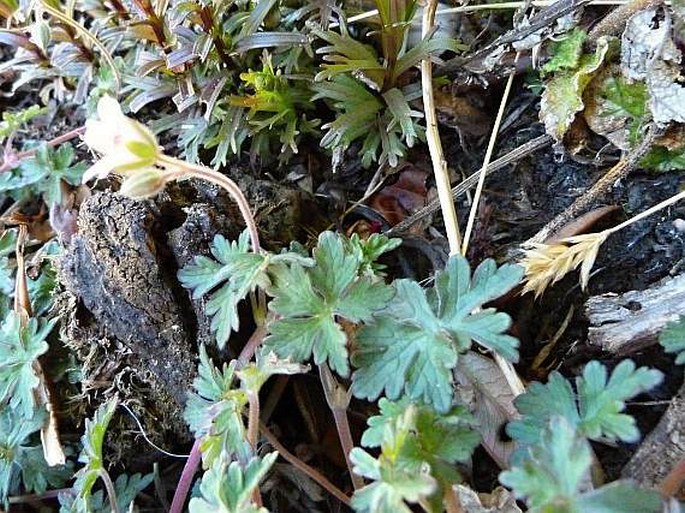 Geranium guatemalense