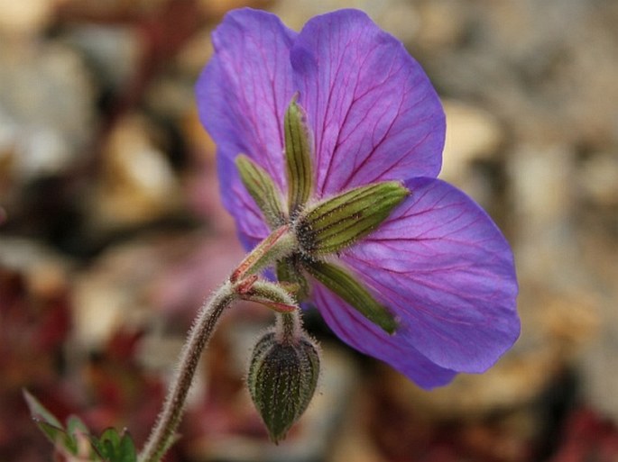 Geranium himalayense