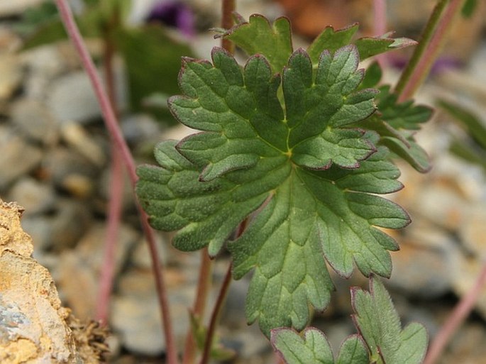 Geranium himalayense