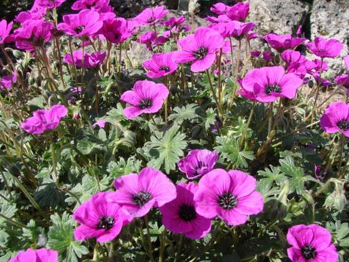 GERANIUM SUBCAULESCENS LHér. ex DC. - kakost / pakost