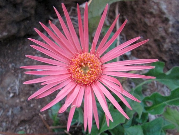 GERBERA JAMESONII Bolus ex Hook. f.