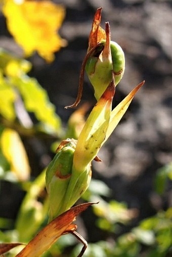 Gladiolus candidus