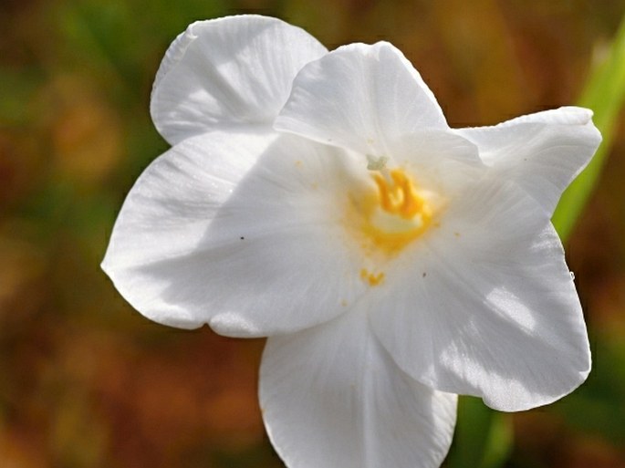 Gladiolus candidus