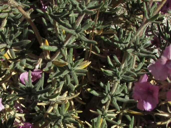 Glandularia gynobasis