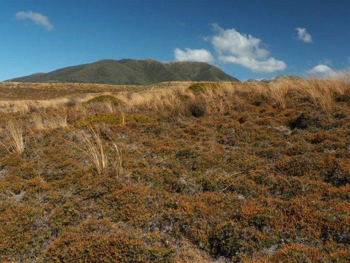 Gleichenia alpina