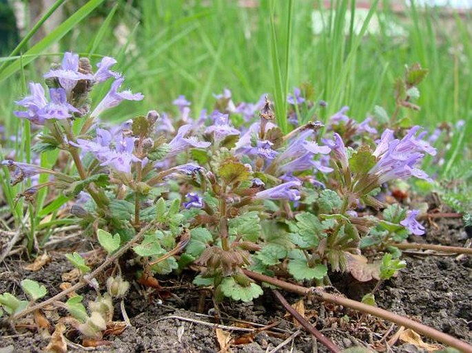 Glechoma hederacea