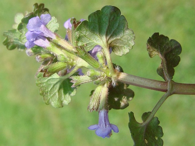 Glechoma hederacea