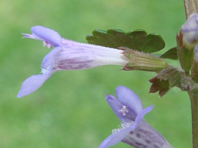 Glechoma hederacea