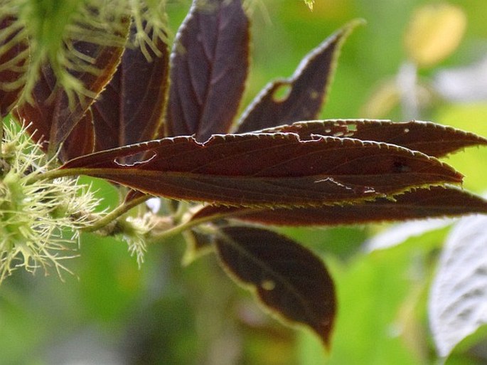 Glossoloma purpureum