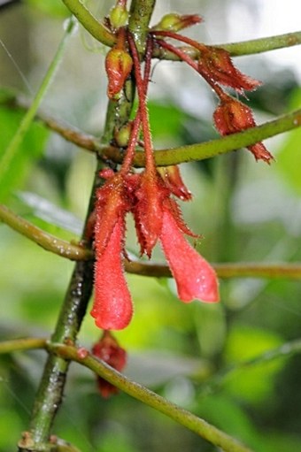 Glossoloma tetragonum