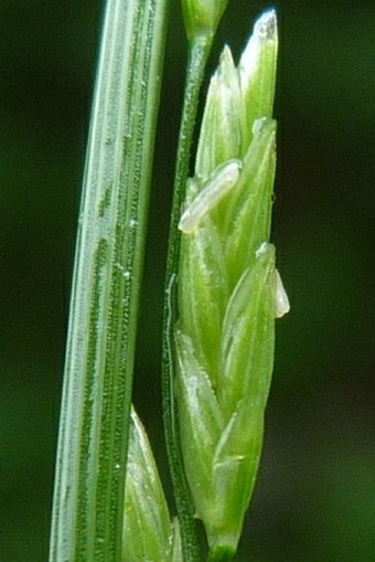 Glyceria nemoralis