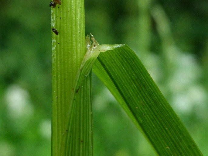 Glyceria nemoralis